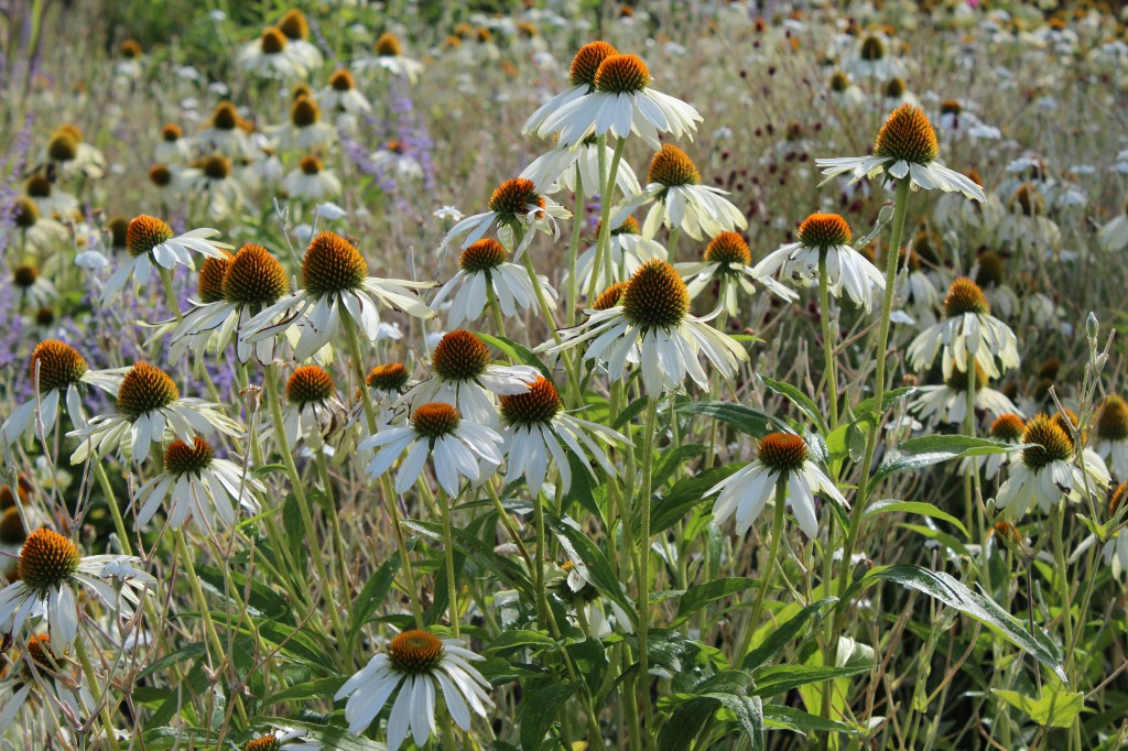 Blommor