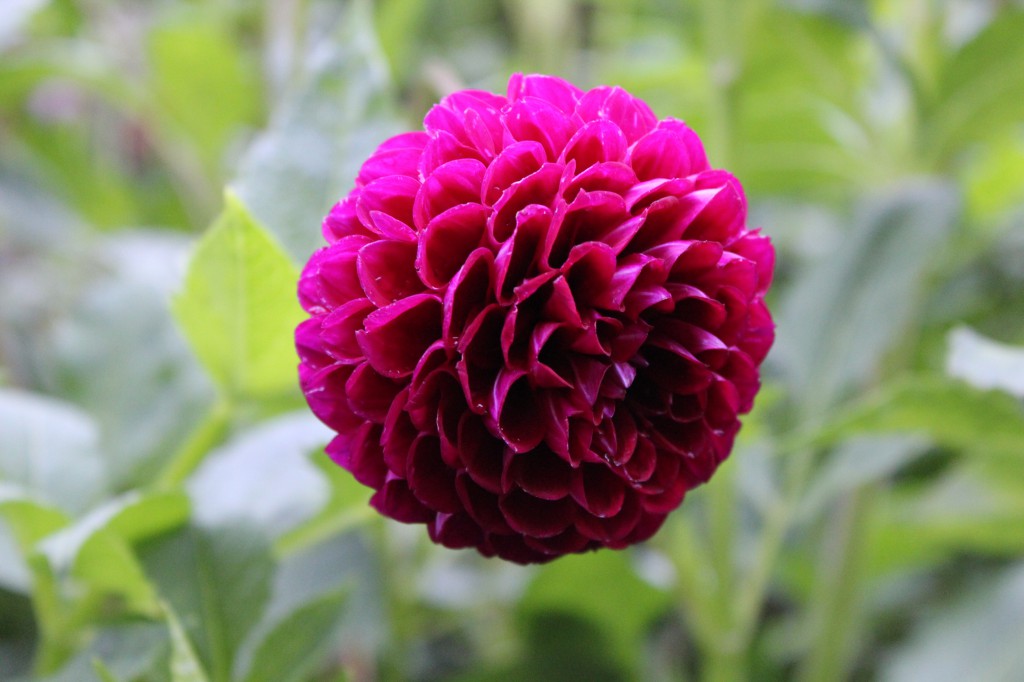 Dahlia