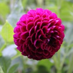 Dahlia