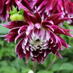 Dahlia