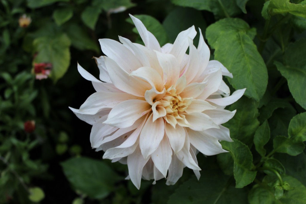 Dahlia