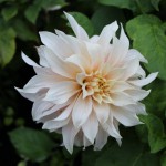 Dahlia