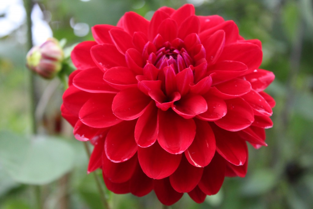 Dahlia