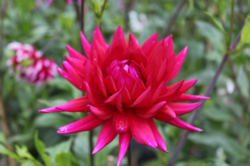 Dahlia