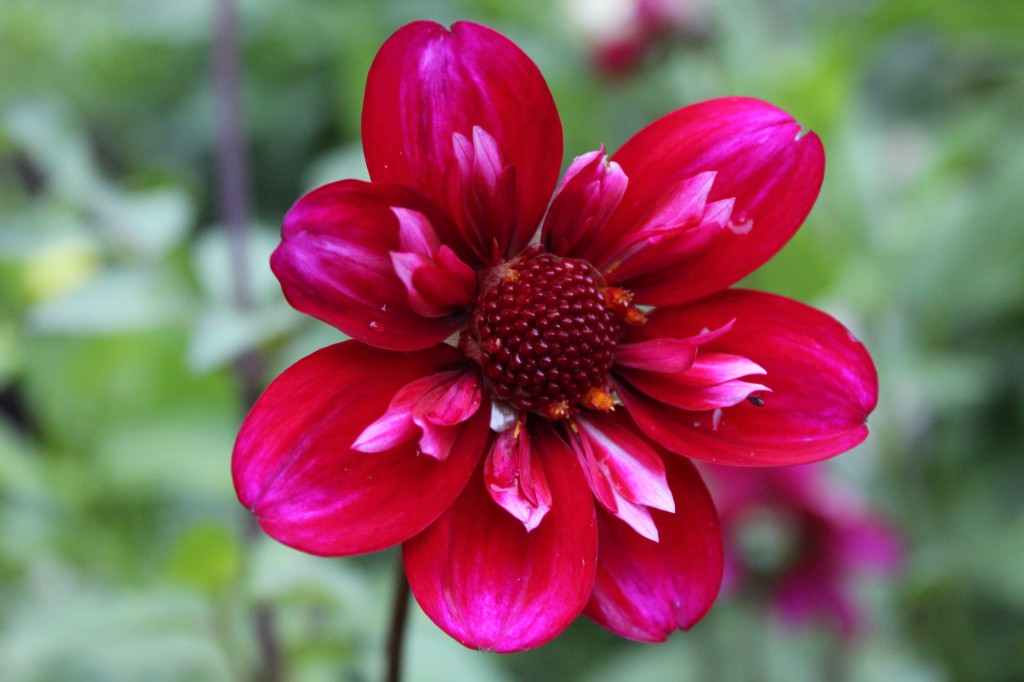 Dahlia