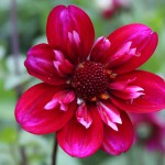 Dahlia