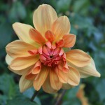 Dahlia