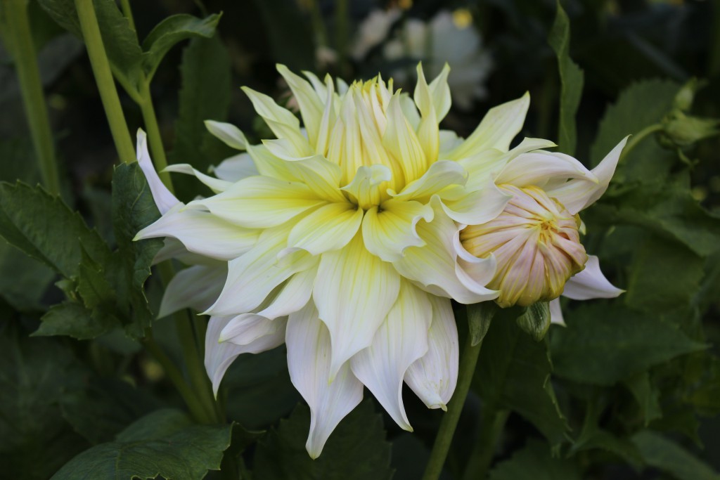 Dahlia