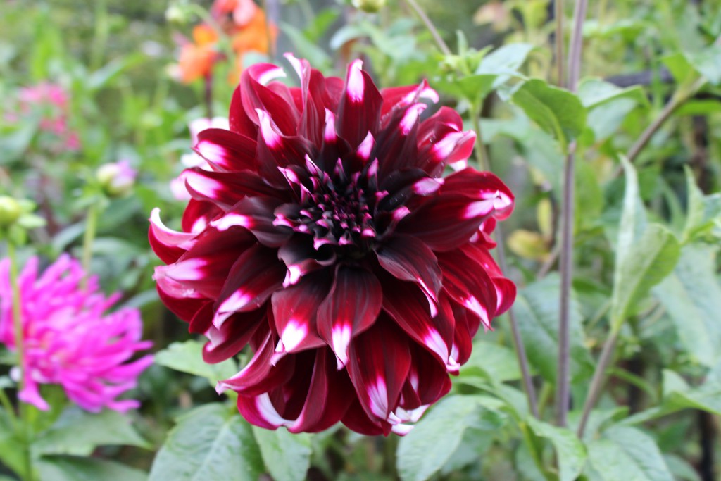 Dahlia