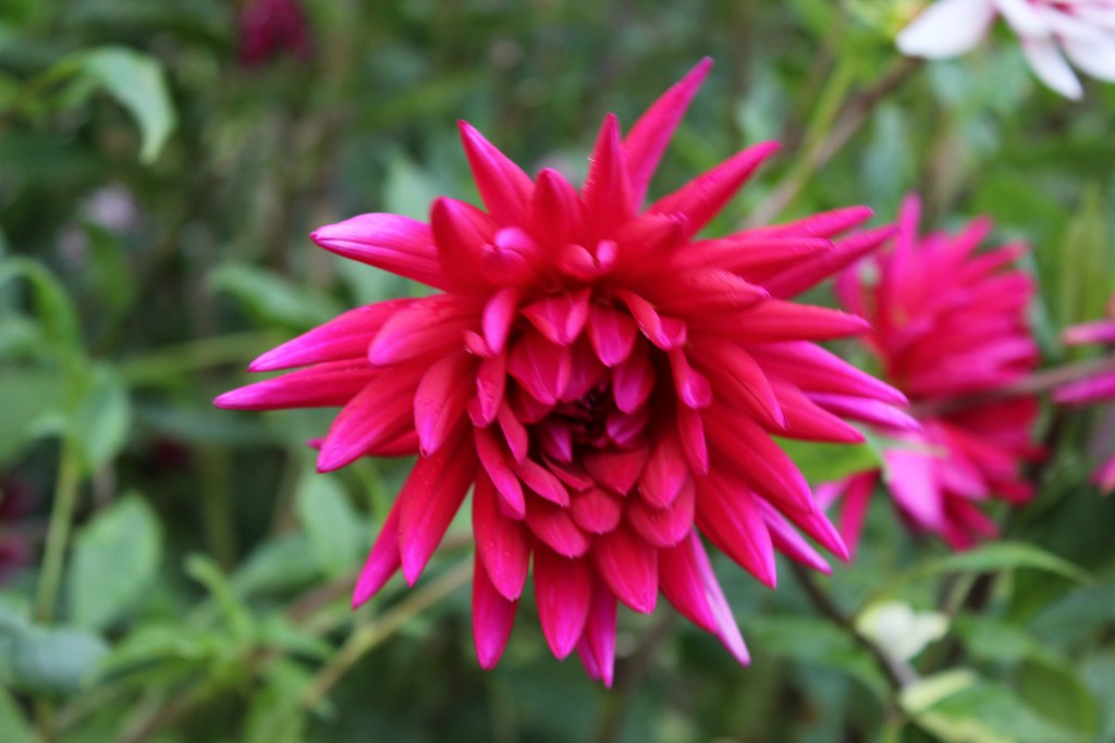 Dahlia