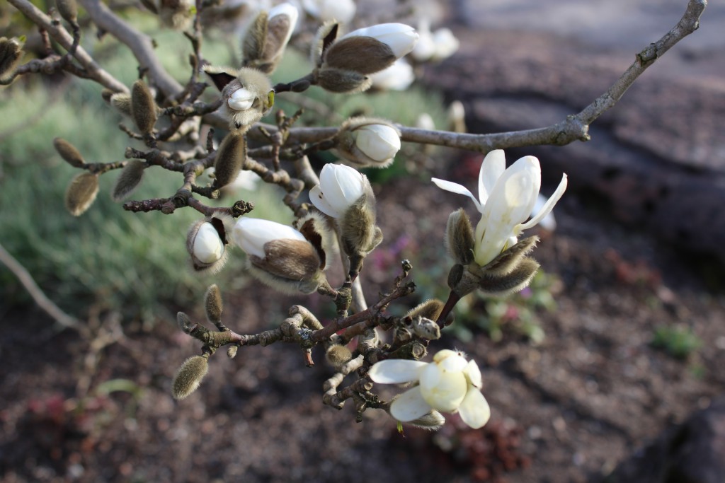 Magnolia