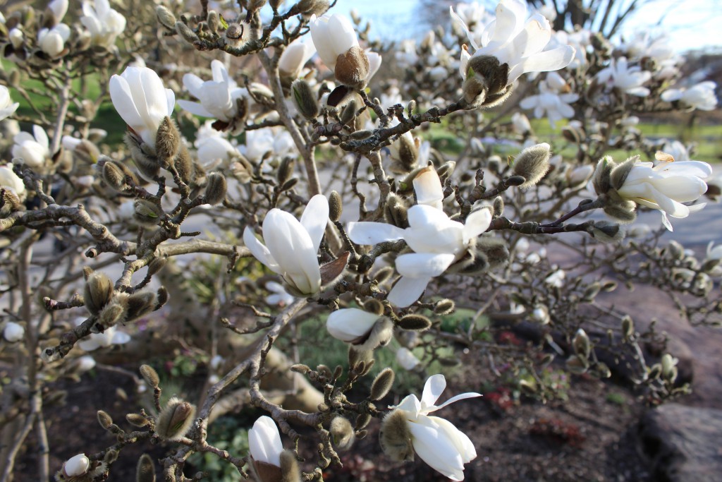 Magnolia