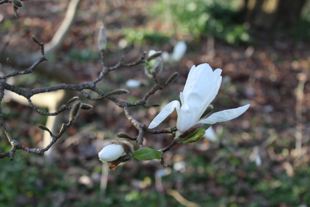 Magnolia