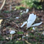 Magnolia