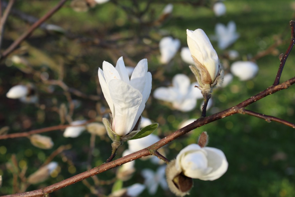 Magnolia