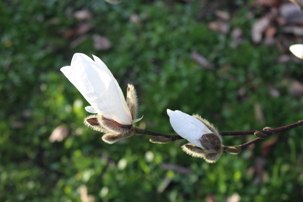 Magnolia