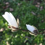 Magnolia