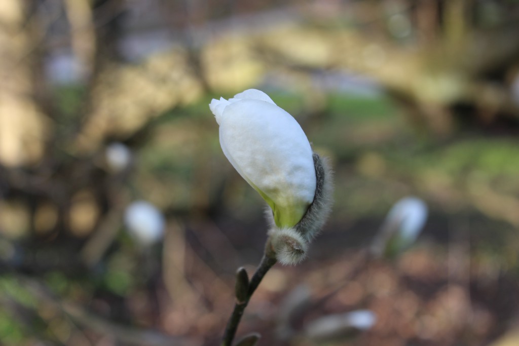 Magnolia