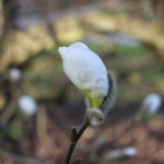 Magnolia