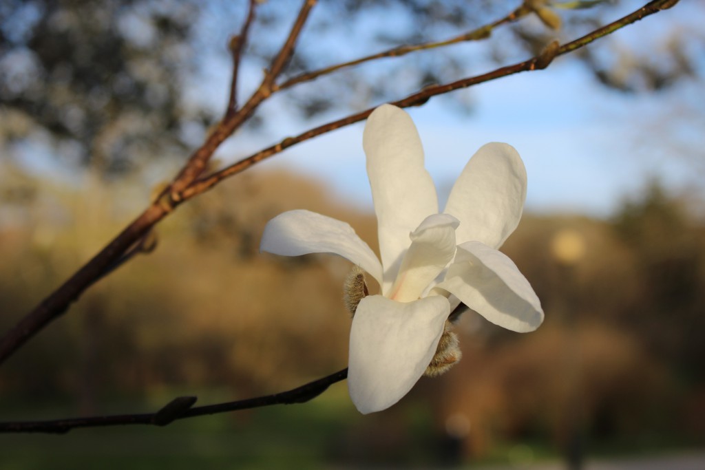 Magnolia