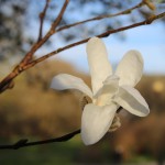 Magnolia