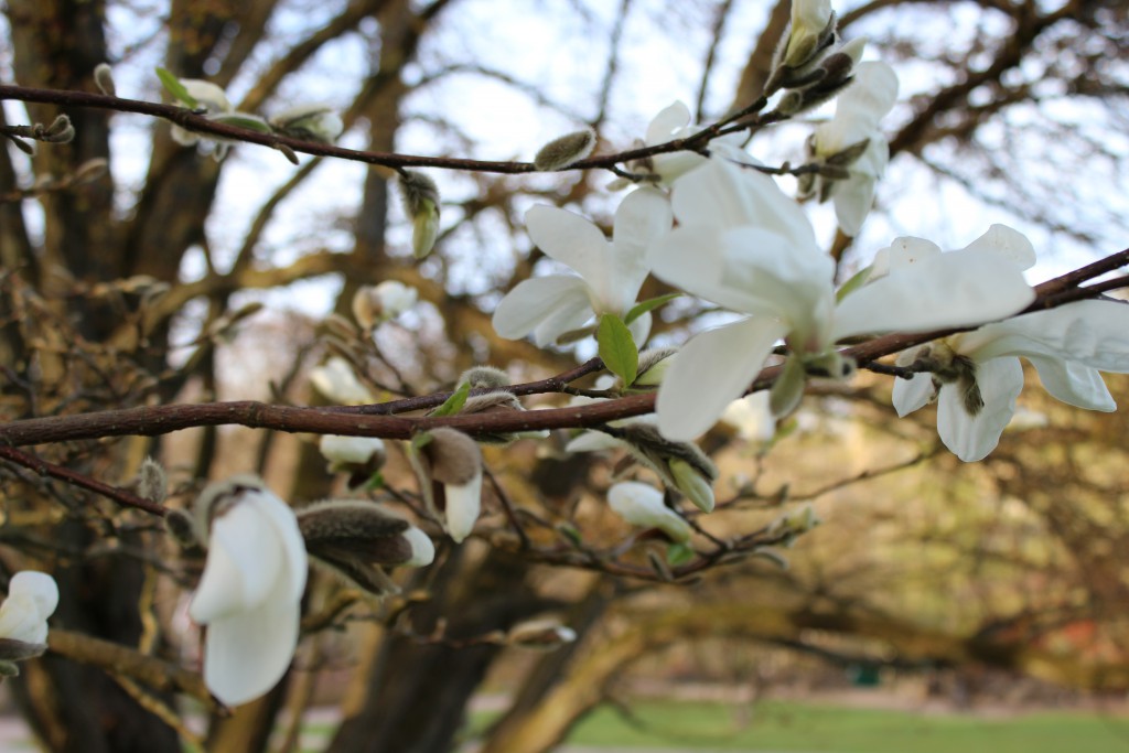 Magnolia