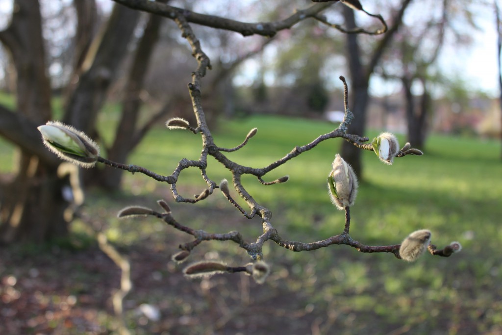 Magnolia