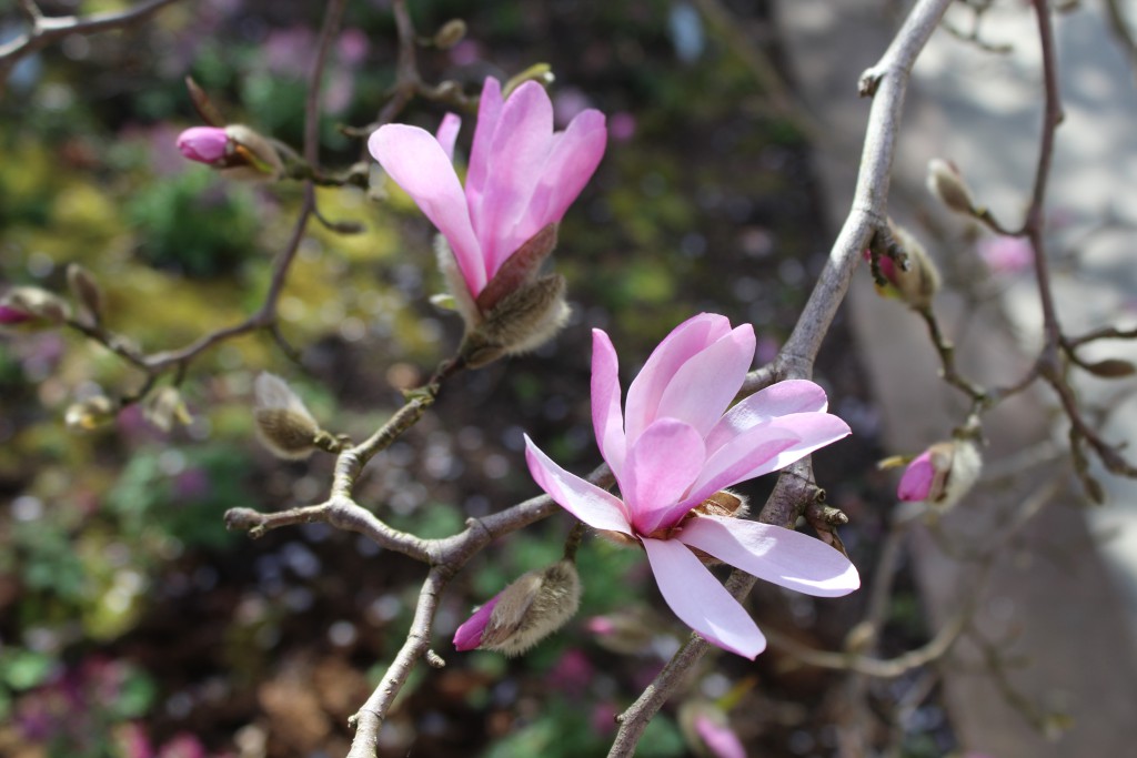 Magnolia