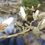 Magnolia