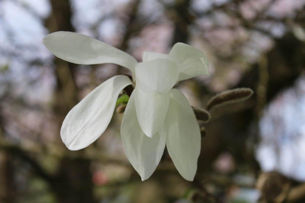 Magnolia