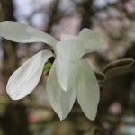 Magnolia