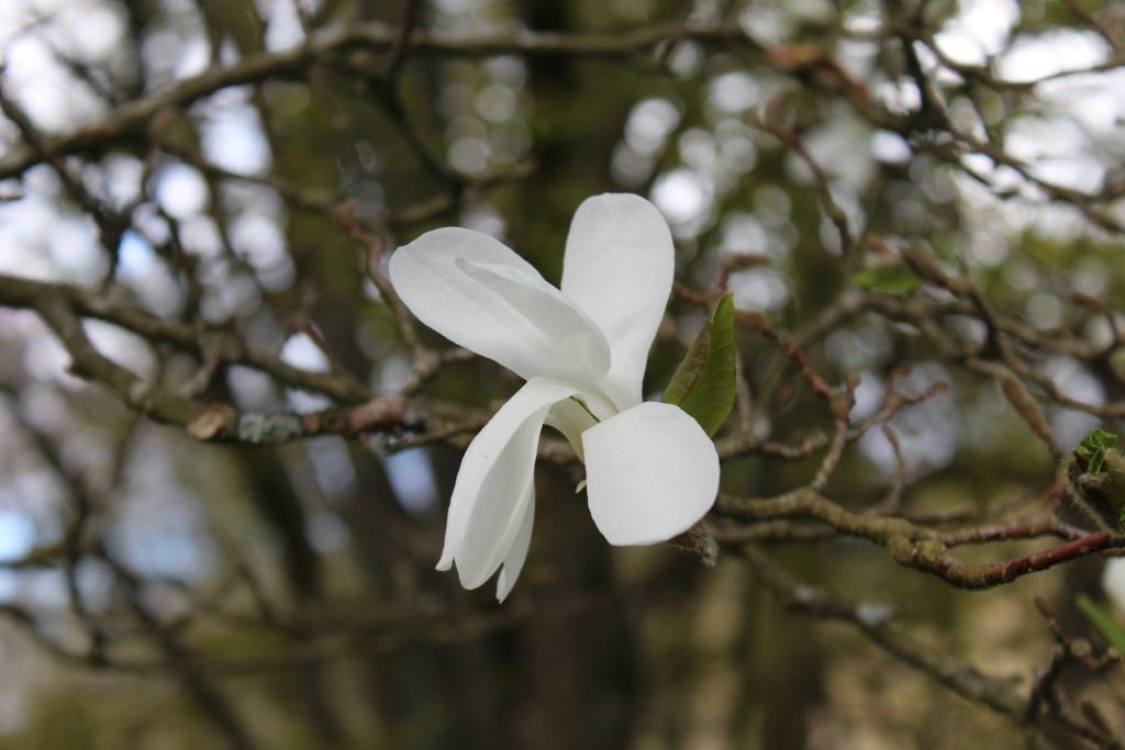 Magnolia