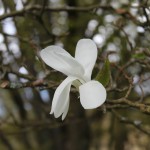 Magnolia