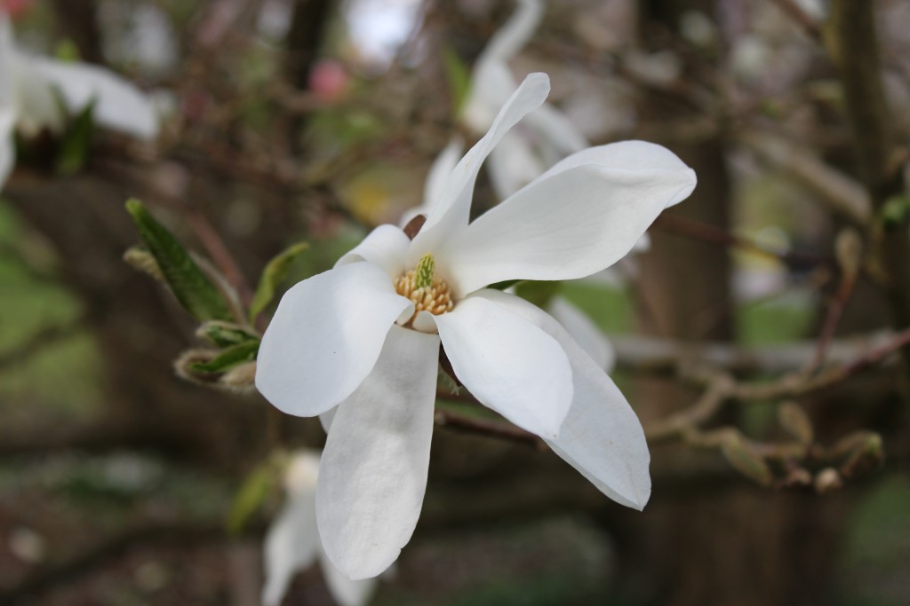 Magnolia