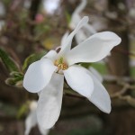 Magnolia