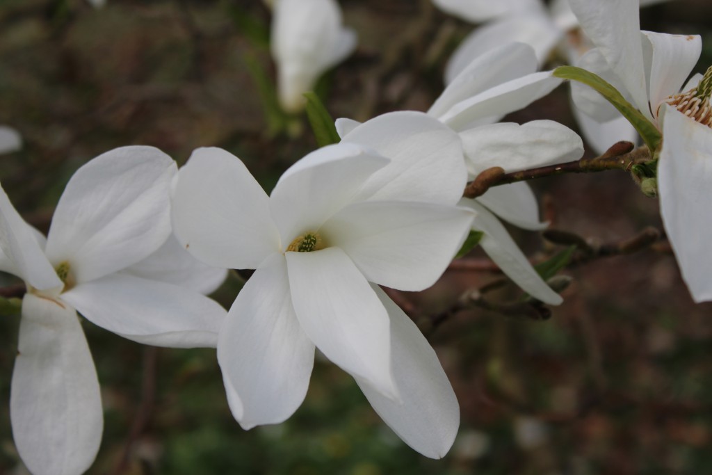 Magnolia