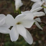 Magnolia