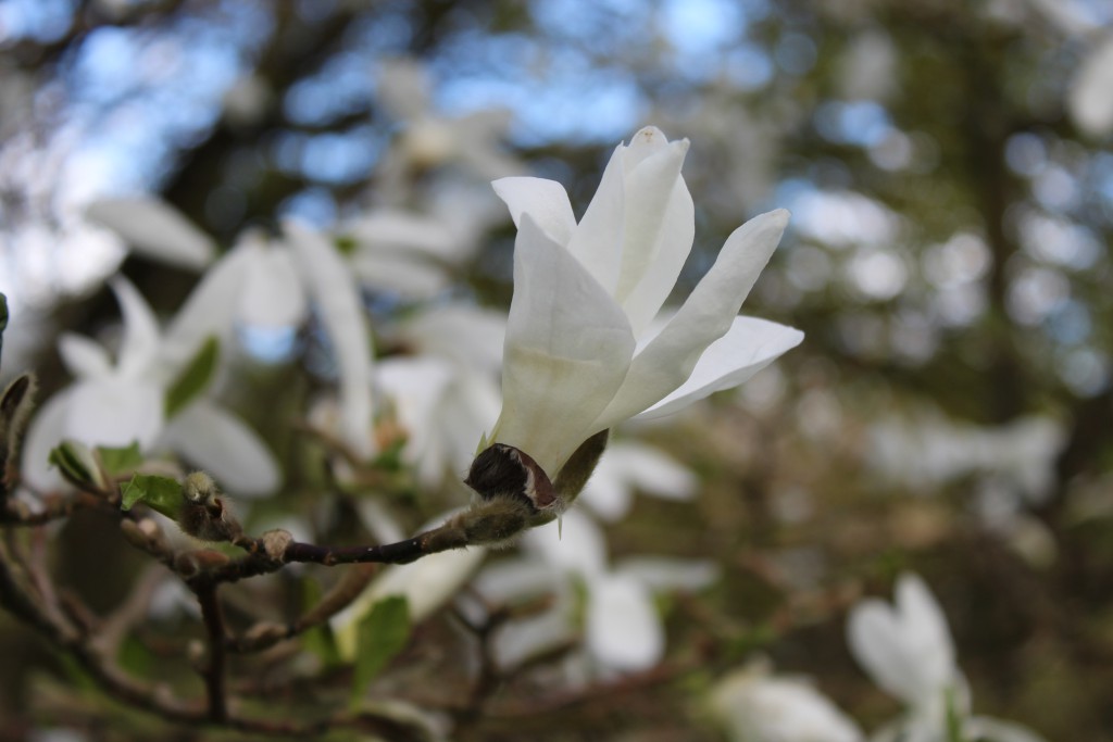 Magnolia