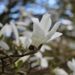 Magnolia