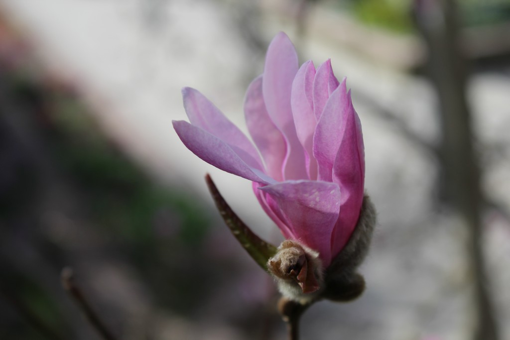 Magnolia