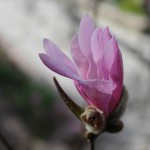 Magnolia