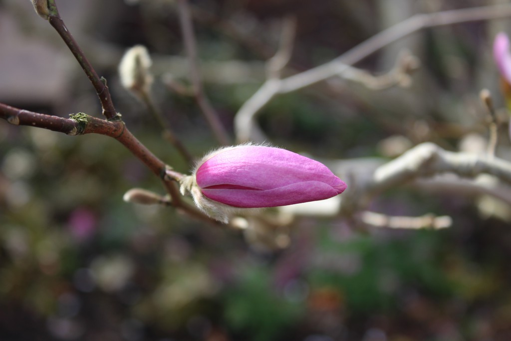 Magnolia