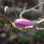 Magnolia