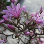 Magnolia