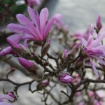 Magnolia