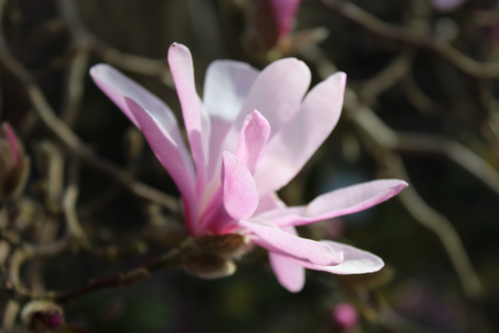 Magnolia