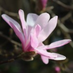 Magnolia