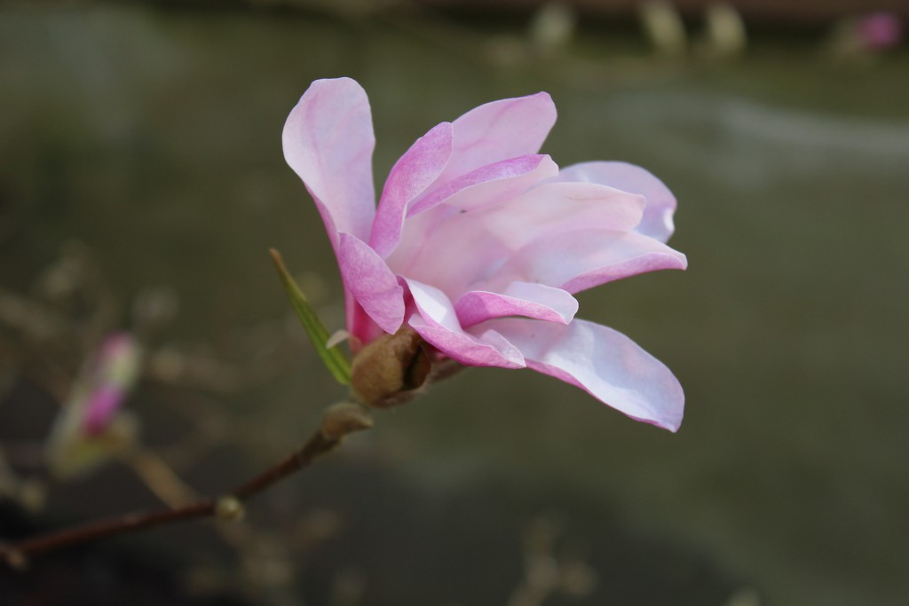 Magnolia