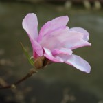 Magnolia