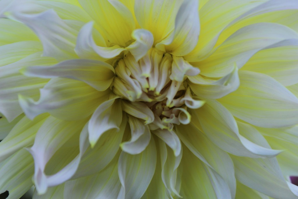 Dahlia